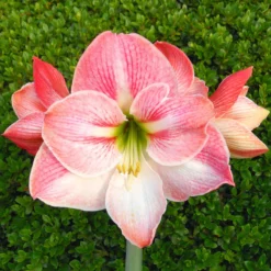 Amaryllis - Apple Blossom