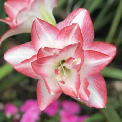 Amaryllis - Blossom Peacock