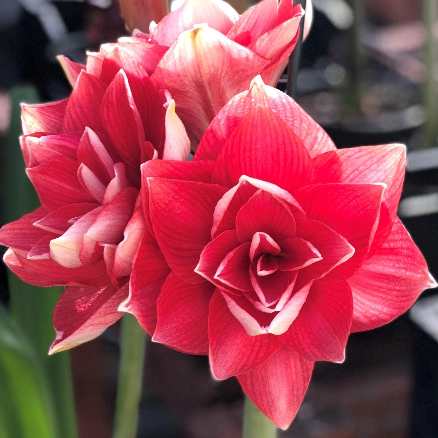 Amaryllis - Double Dream - Image 3