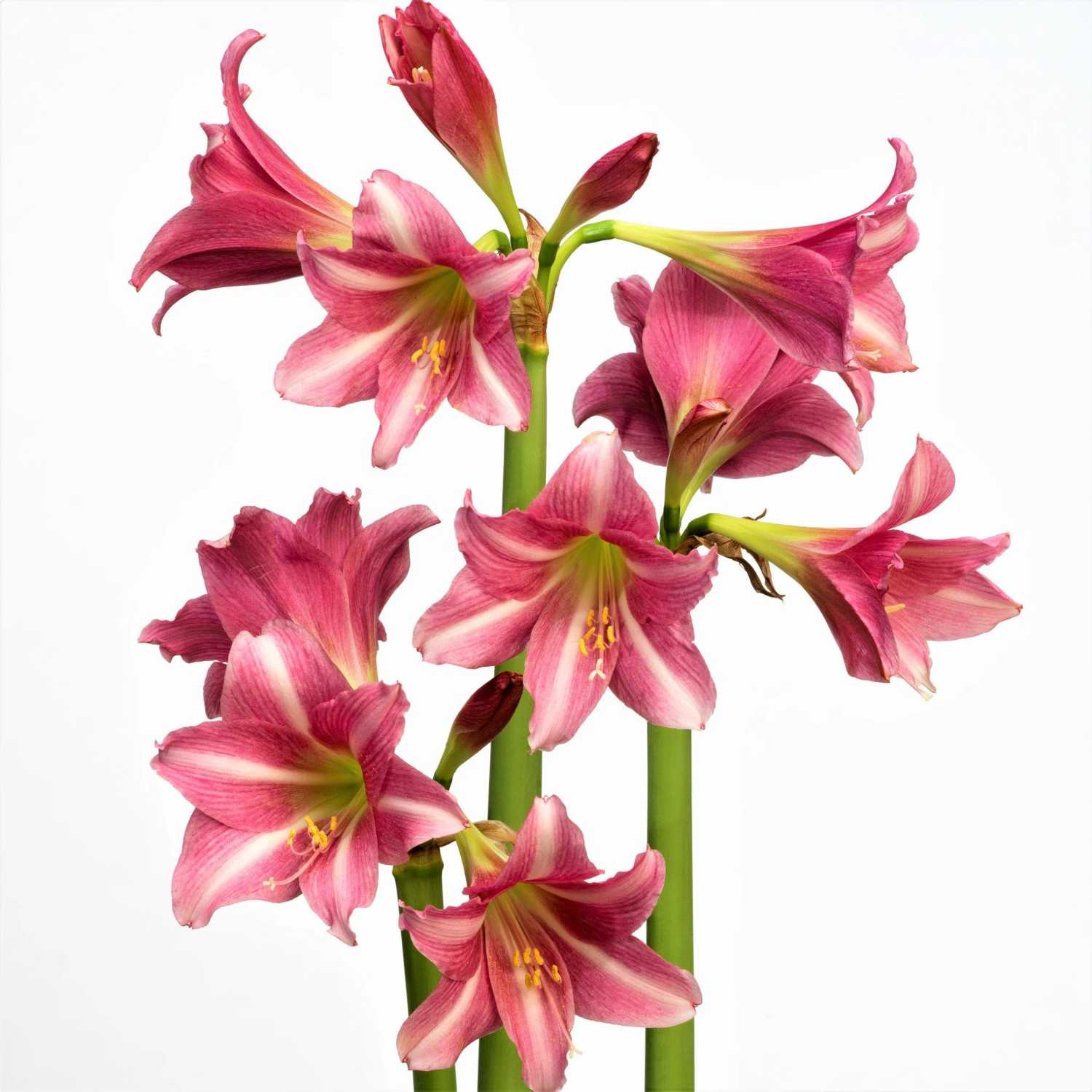 Amaryllis - Estella - Image 4