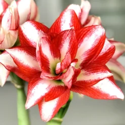 Amaryllis - Exotic Peacock