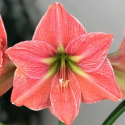 Amaryllis - Exotica