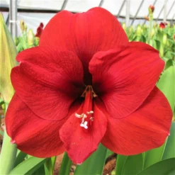 Amaryllis - Ferrari Red