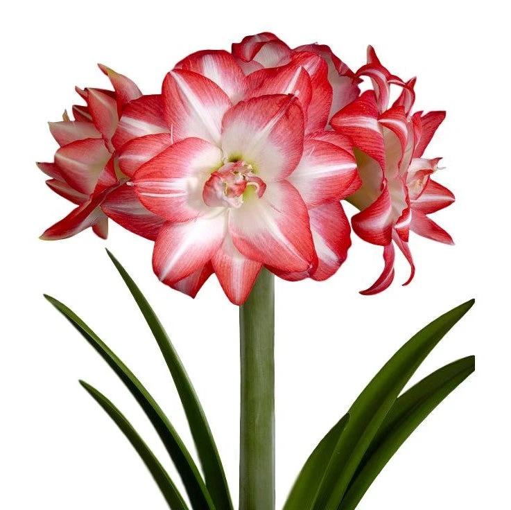 Amaryllis - Flaming Peacock