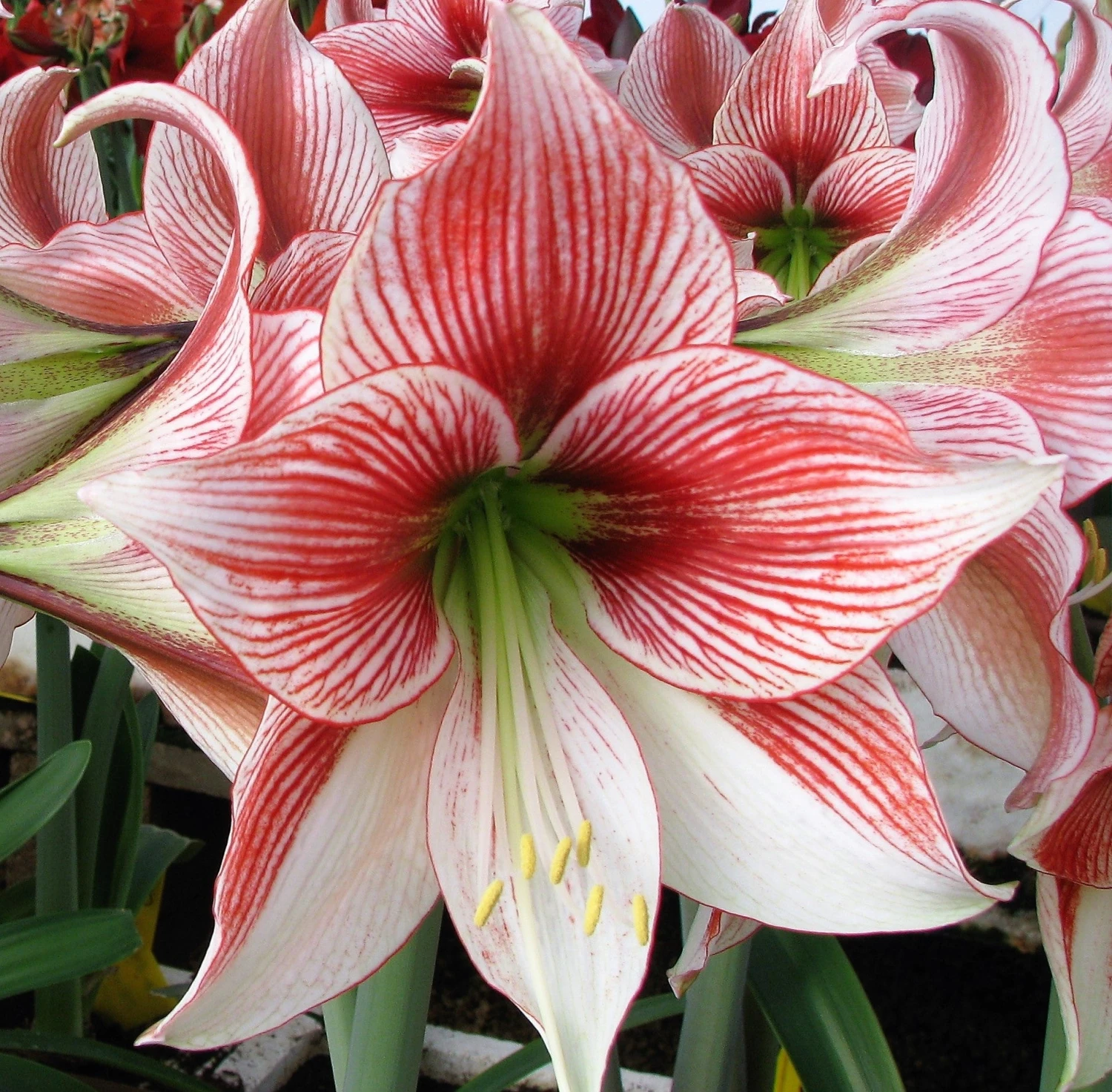 Amaryllis - Glee 5 Pack - Image 2