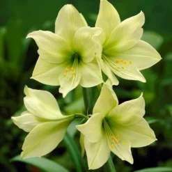Amaryllis - Lemon Lime