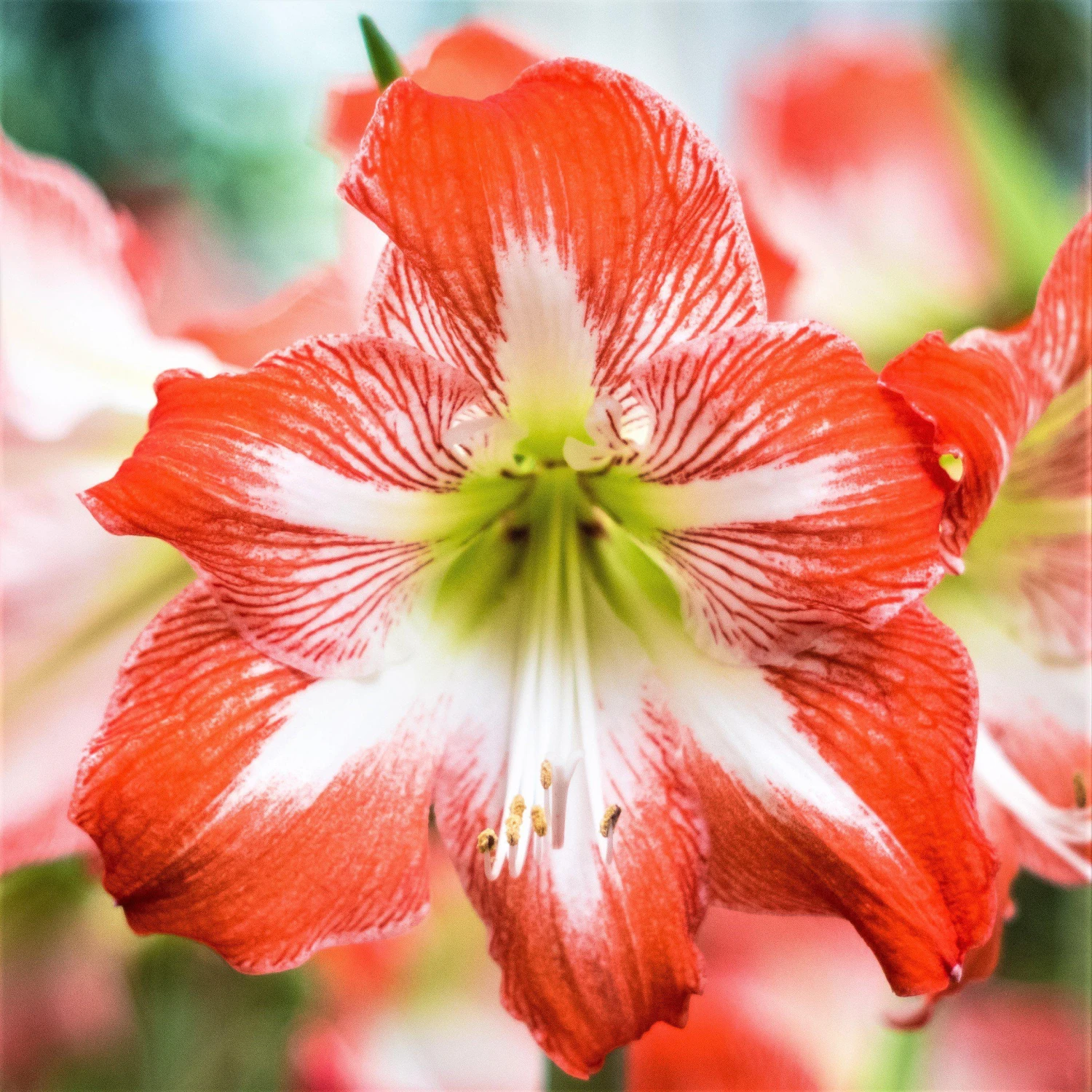 Amaryllis - Minerva 5 Pack - Image 2