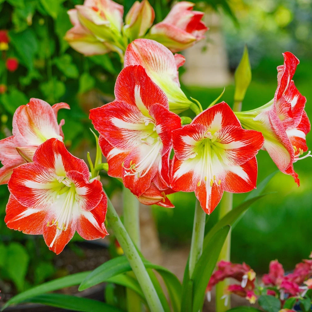 Amaryllis - Minerva 5 Pack