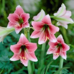 Amaryllis - Misty (Fragrant)