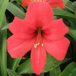 Amaryllis - Pink Pizzazz