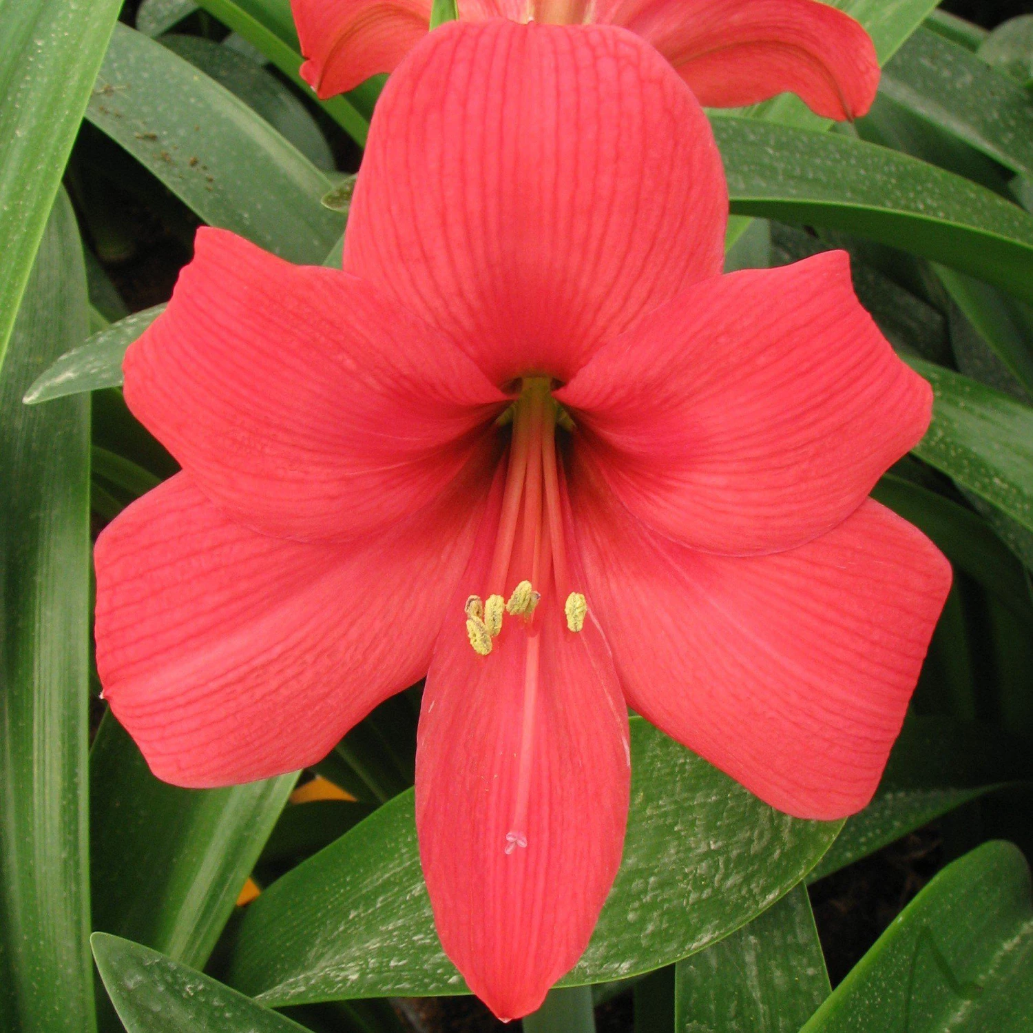 Amaryllis - Pink Pizzazz