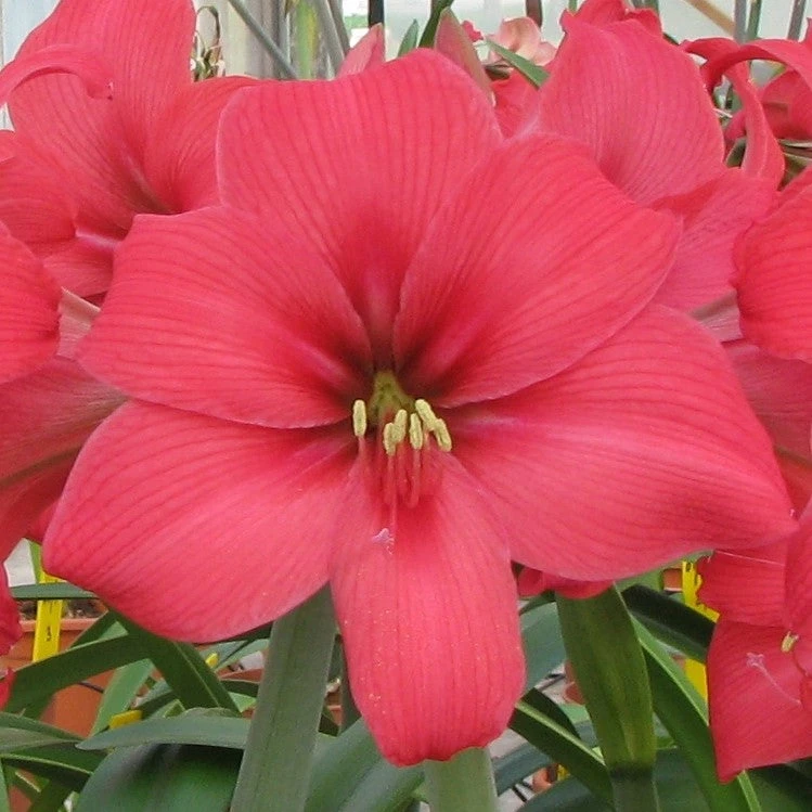 Amaryllis - Pink Pizzazz - Image 2