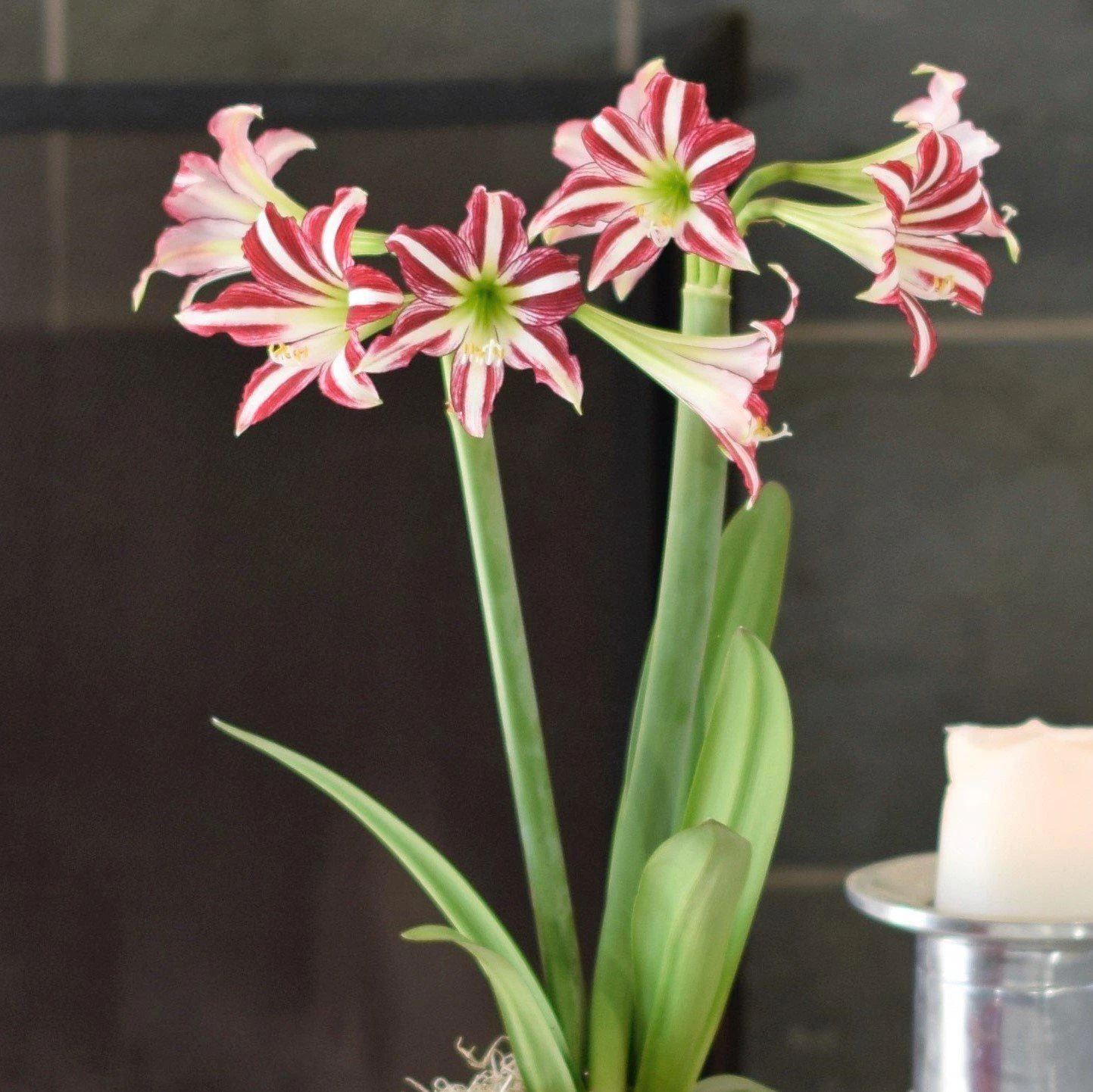 Amaryllis - Santiago - Image 3