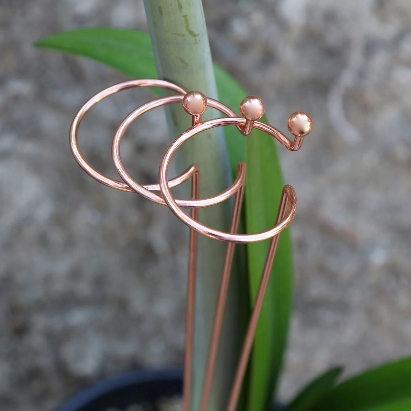 Amaryllis - Support Stakes Trio - Image 3