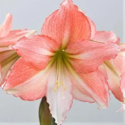 Amaryllis - Tinkerbell