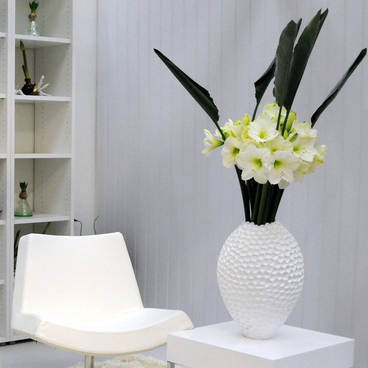 Amaryllis - White Christmas - Image 4