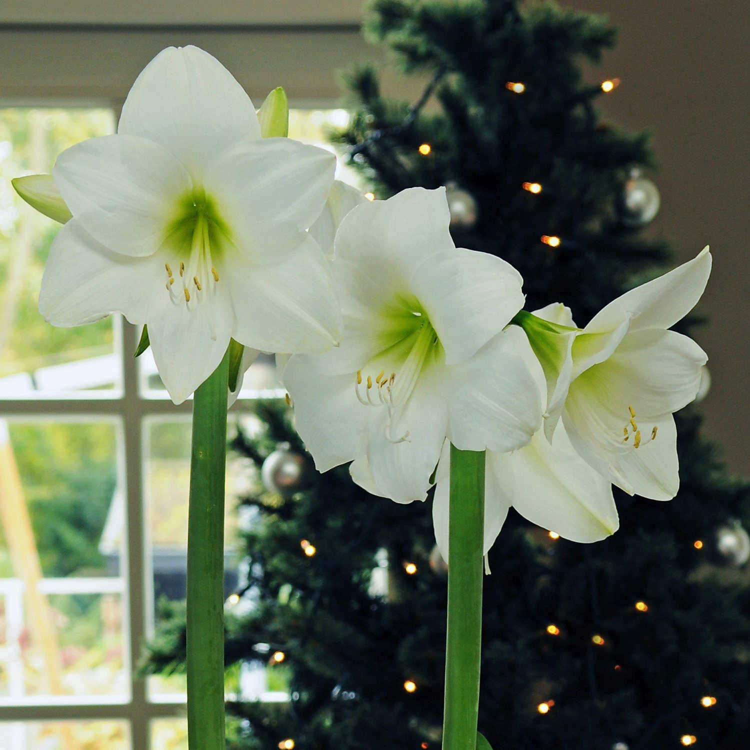 Amaryllis - White Christmas - Image 5