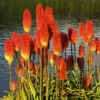 Kniphofia - Amazing Fun