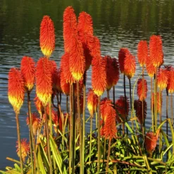 Kniphofia - Amazing Fun