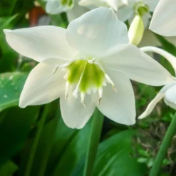 Eucharis - Amazon Lily