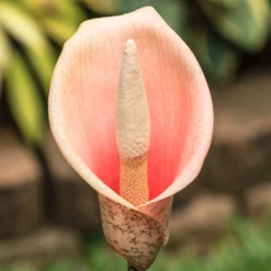 Voodoo Lily - Amorphophallus Bulbifer