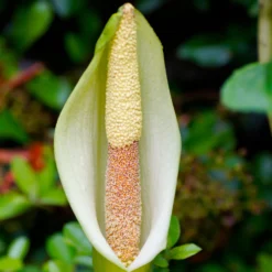 Voodoo Lily - Amorphophallus Napalensis