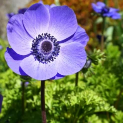 Italian Anemone - Mistral Plus Blu