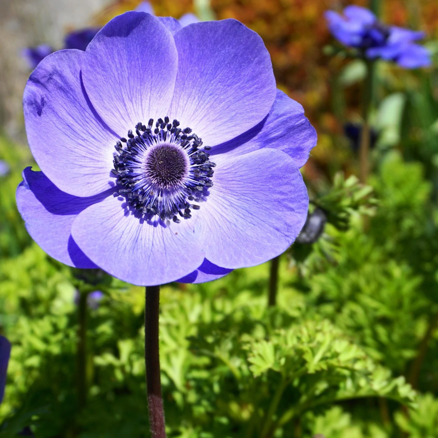 Italian Anemone - Mistral Plus Blu