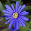 Anemone - Blanda Blue Shades