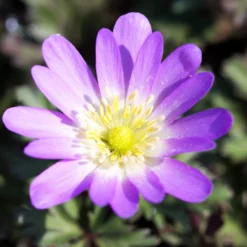Anemone - Blanda Pink Shades