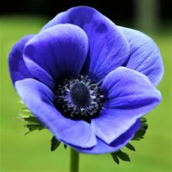 Anemone - Blue Poppy