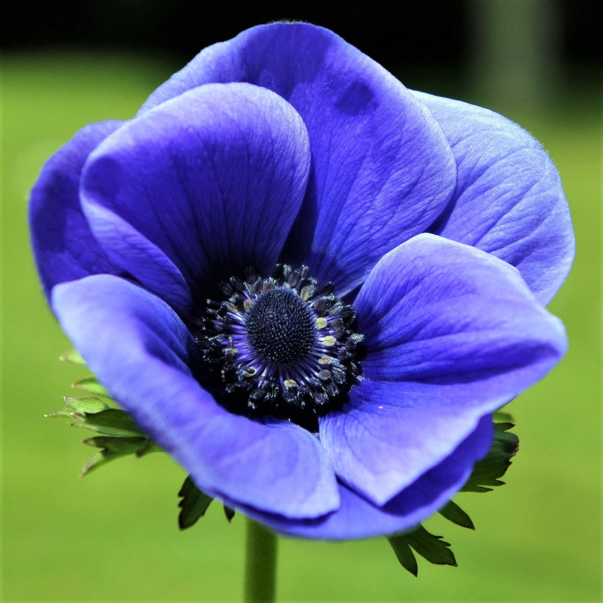 Anemone - Blue Poppy