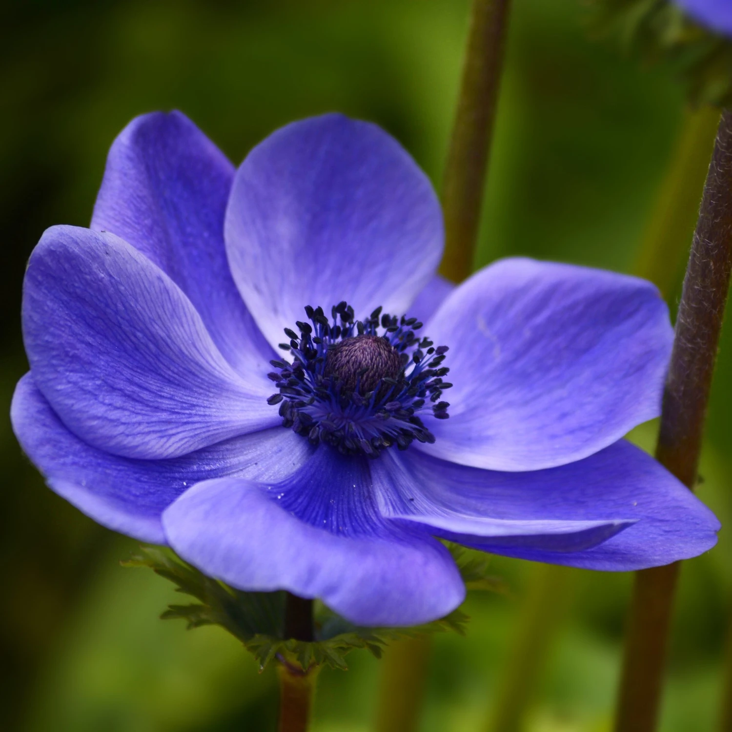 Anemone - Blue Poppy - Image 2