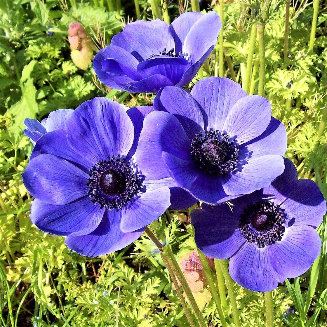 Anemone - Blue Poppy - Image 4