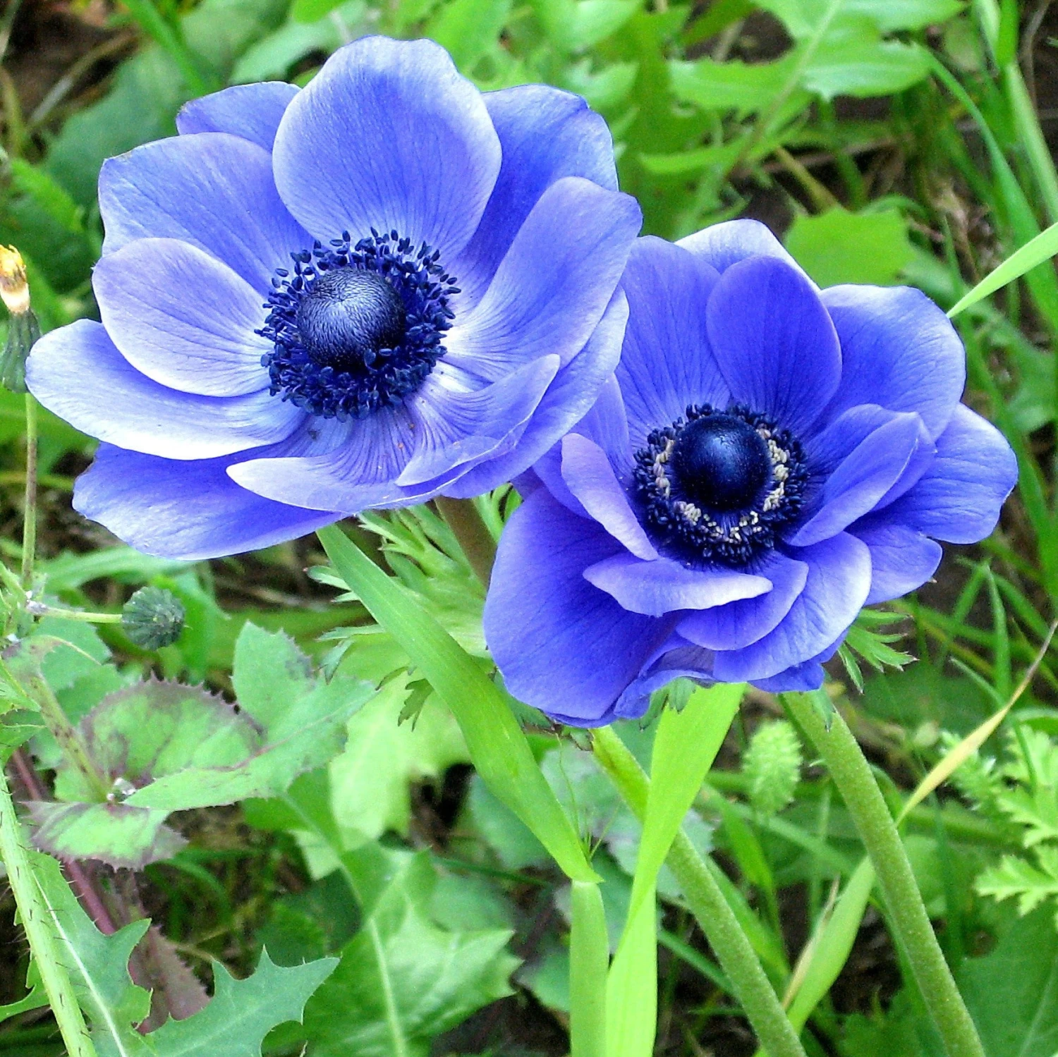 Anemone - Blue Poppy - Image 3