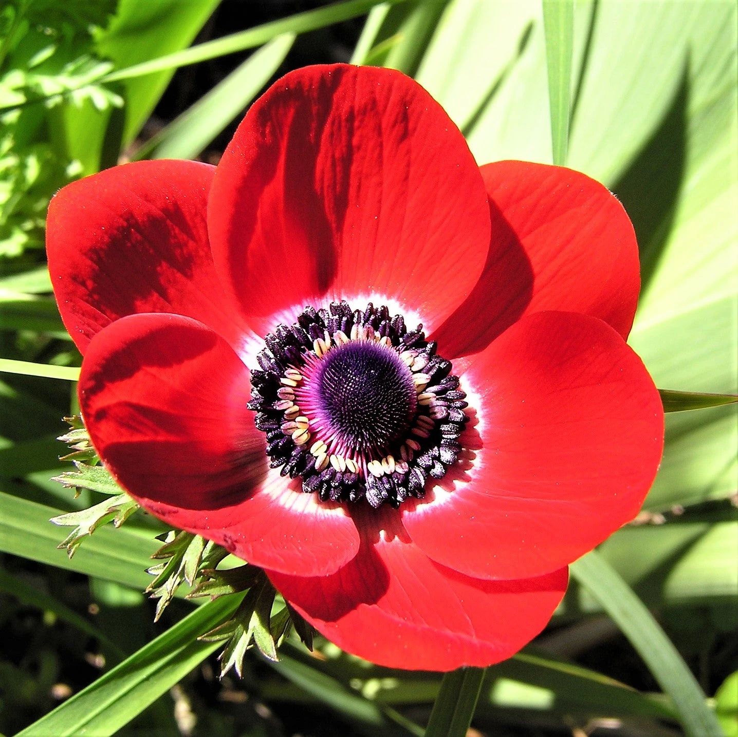 Anemone - His Excellency - Image 2