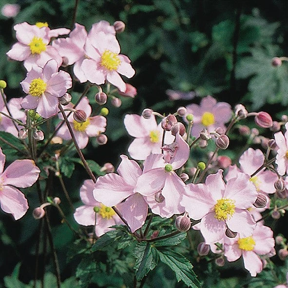 Japanese Anemone - Tomentosa Robustissima