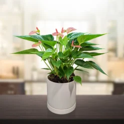 Anthurium - Light Pink Houseplant