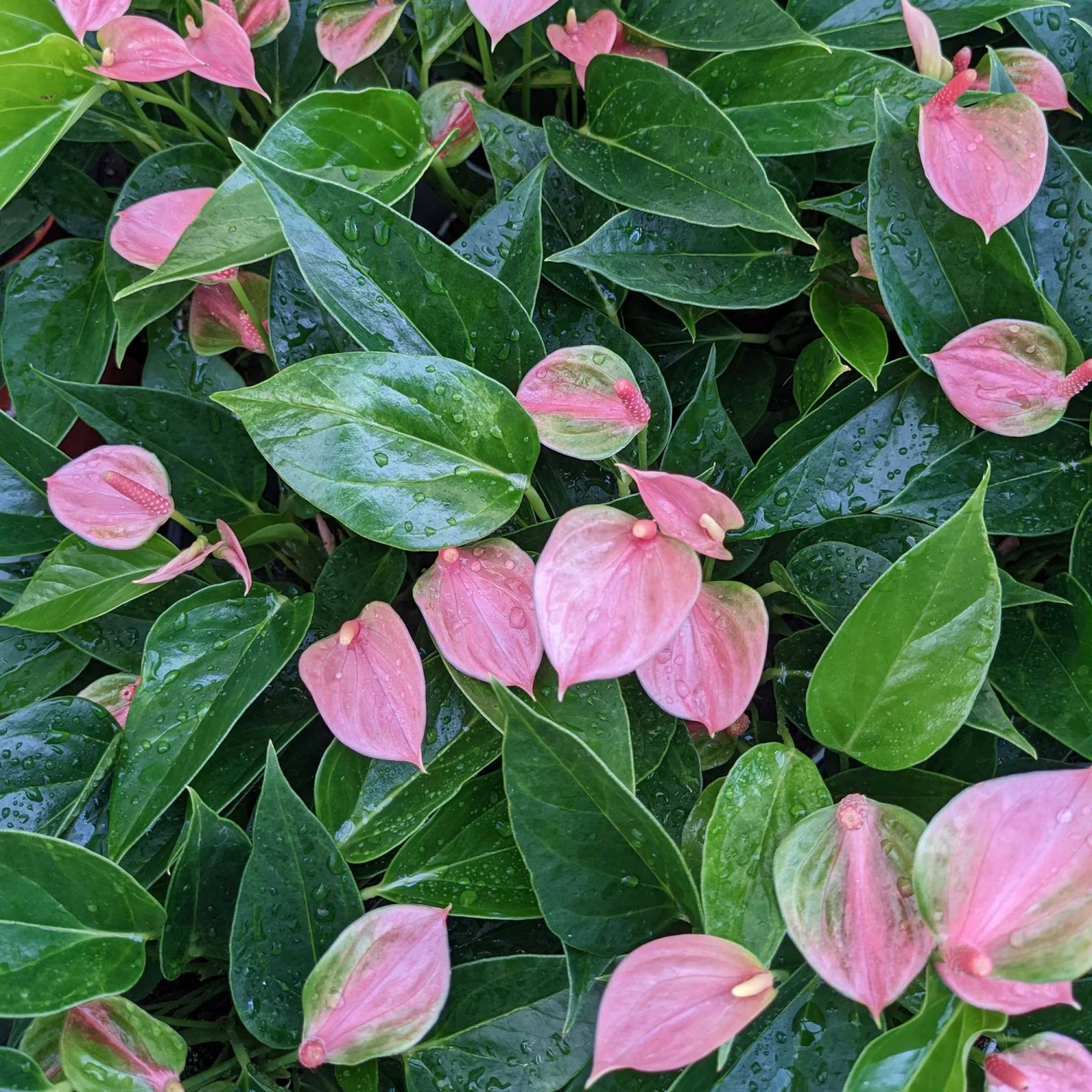 Anthurium - Light Pink Houseplant - Image 5