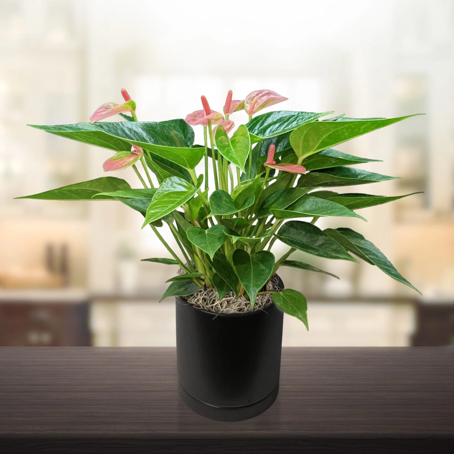 Anthurium - Light Pink Houseplant - Image 2