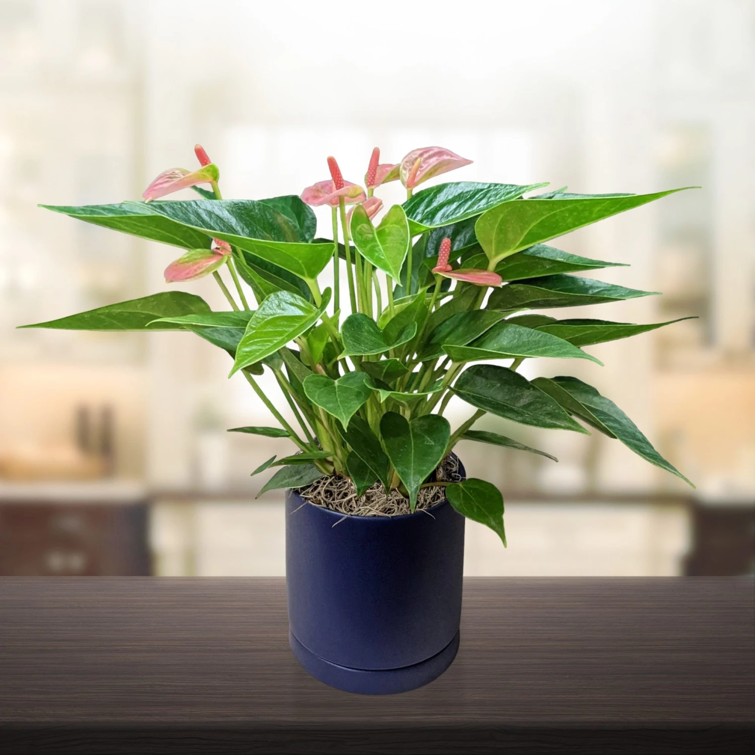 Anthurium - Light Pink Houseplant - Image 3