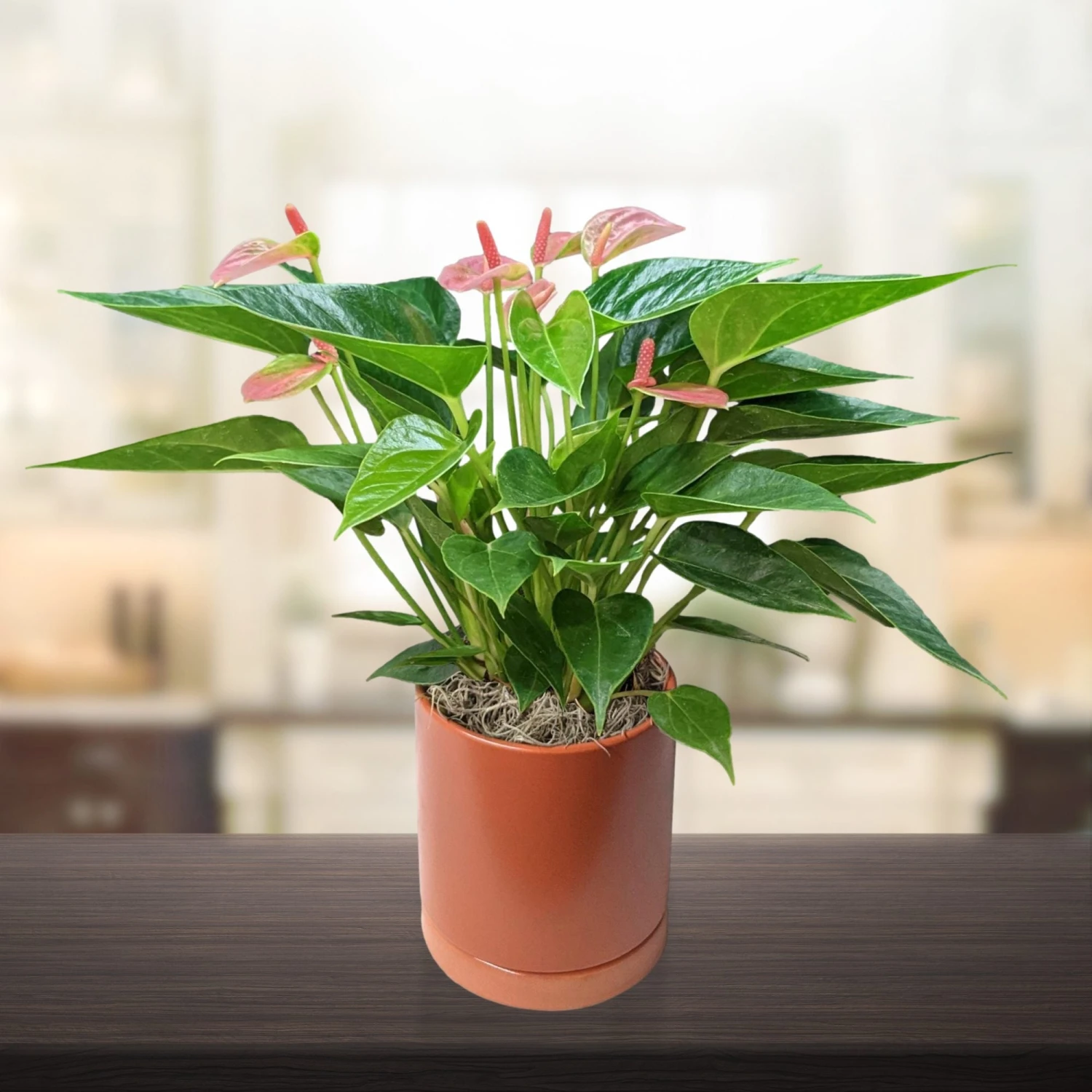 Anthurium - Light Pink Houseplant - Image 4