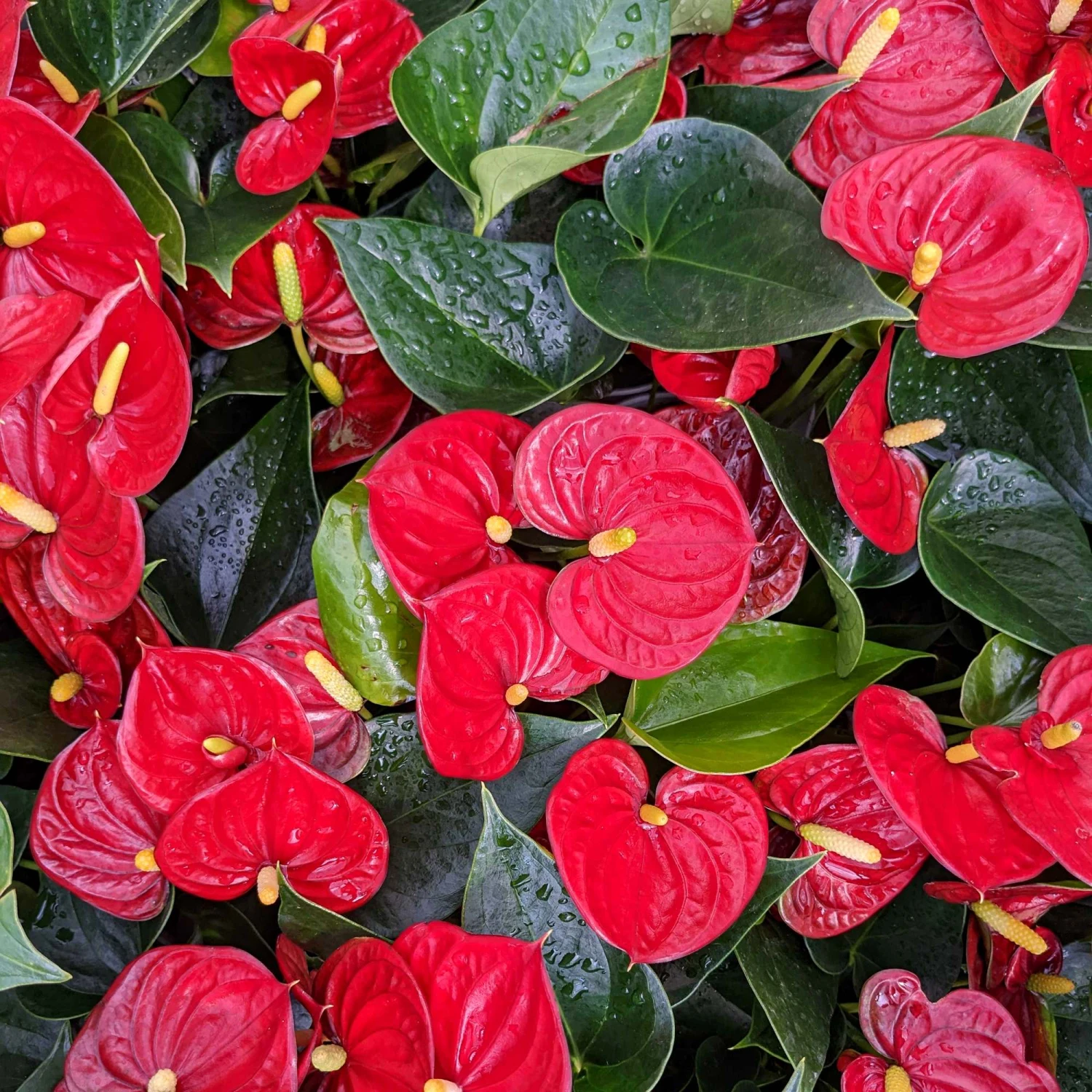 Anthurium - Red Houseplant - Image 2