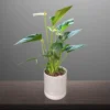 Anthurium - White Houseplant