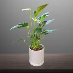 Anthurium - White Houseplant