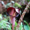 Arisaema - Speciosum Var Magnificum