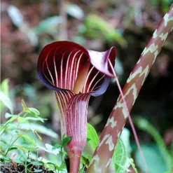 Arisaema - Speciosum Var Magnificum