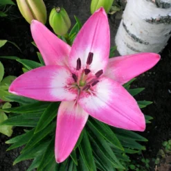 Lilium - LA Hybrid Lily Arbatax (Fragrant)