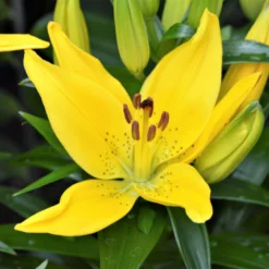 Lilium - LA Hybrid Lily Easter Bonnet