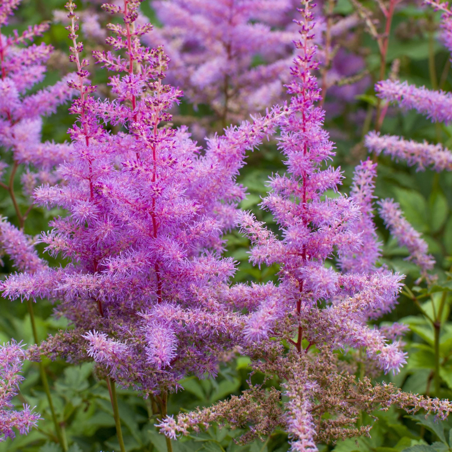 Astilbe - Purple Lance - Image 7